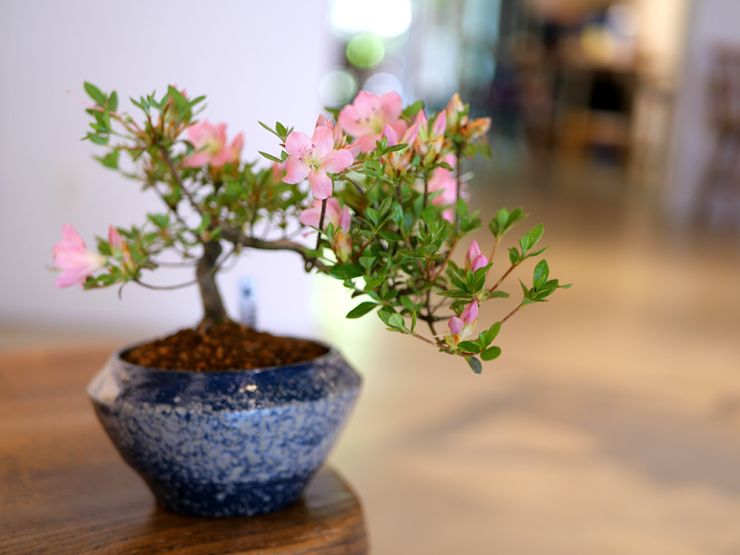 bonsai_banzai_show2025_img6.jpg