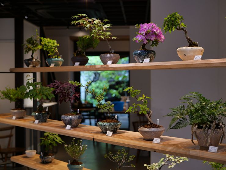 bonsai_banzai_show2025_img3.jpg