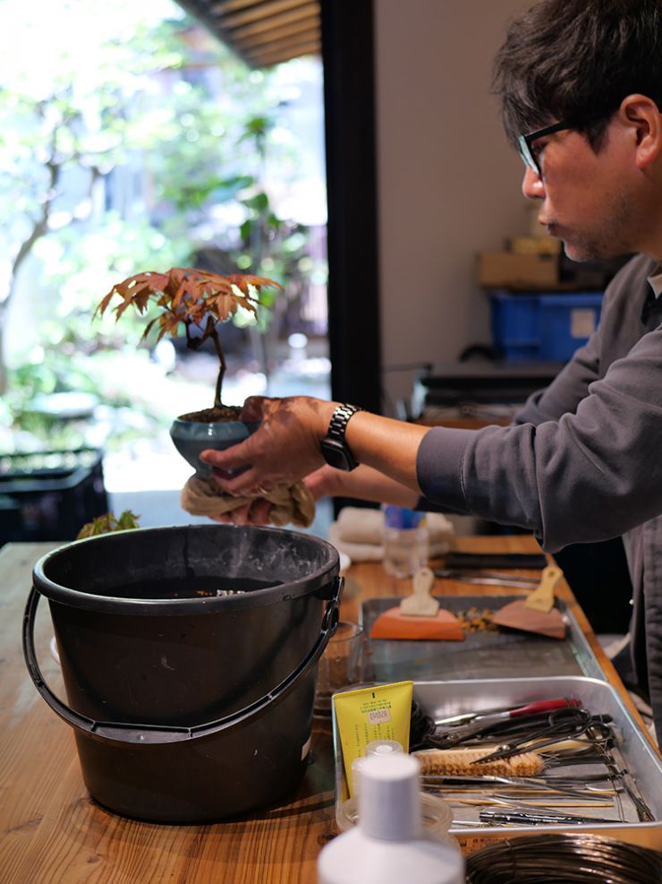 bonsai_banzai_show2025_img4.jpg